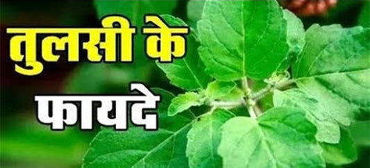 तुलसी के फायदे - रोज़ करे ये काम बदल जाएगी किस्मत : Amazing Benefits of Tulsi